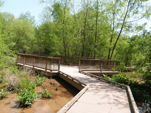 Wooden boardwalk through lush green forest.